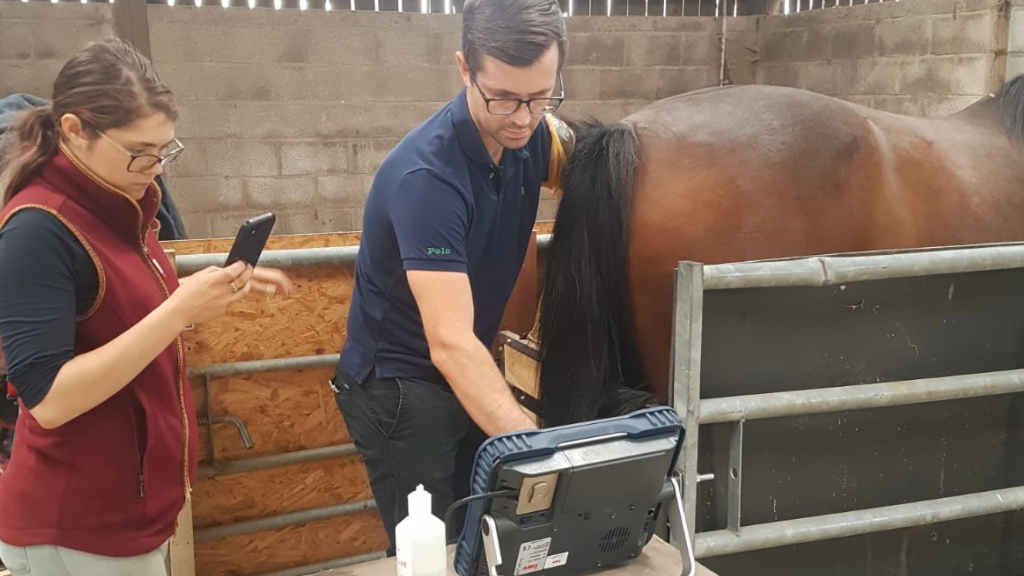 Reproduktion beim Pferd