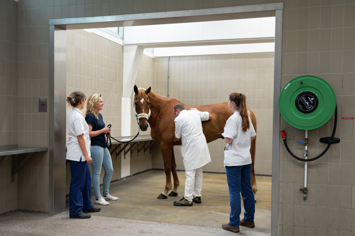 Equine Leistungswissenschaft