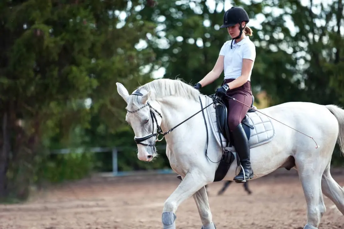 Entwicklung von Equine Projekten