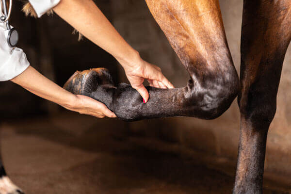 Veterinärmedizinische Bewertung