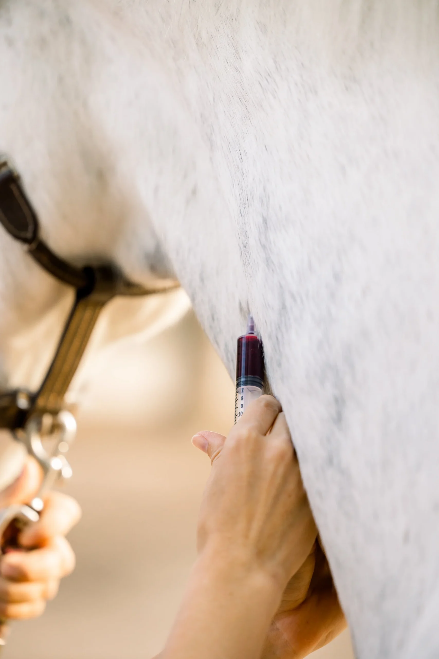 Animal nutrition and functional ingredients research